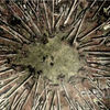 Lazarus_rising_019.jpg